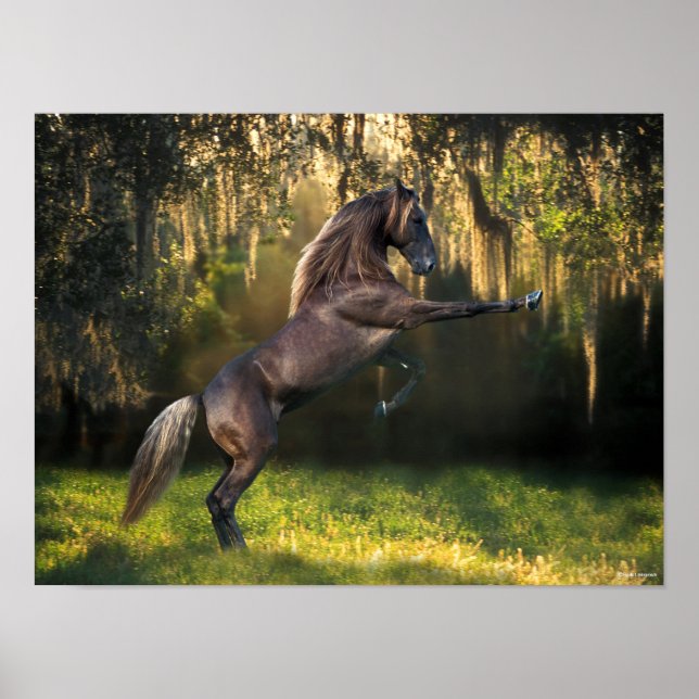 Póster Bob Langrish | La cría de caballos de Montaña Roco (Frente)