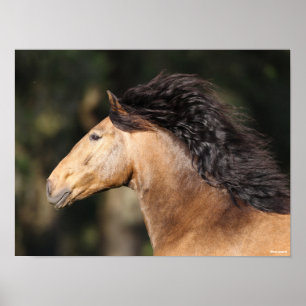 Póster Bob Langrish   Lusitano Cabeza Mano Fluyendo