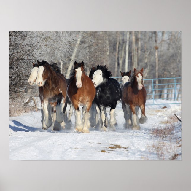 Póster Bob Langrish | Manada De Clydesdales En Nieve (Frente)