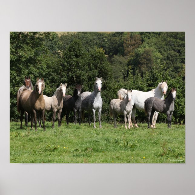Póster Bob Langrish | Manada De Ponis Galeses De Pie (Frente)