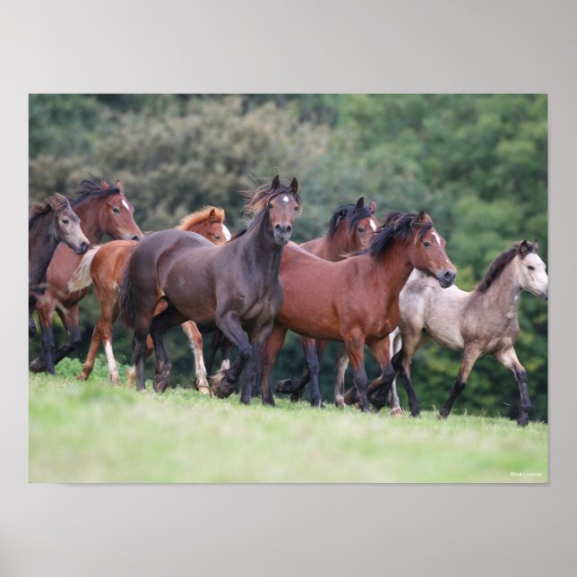 Póster Bob Langrish | Manada de ponis galeses en el campo (Frente)