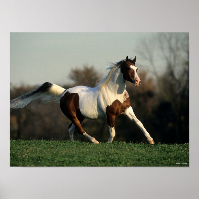 Póster Bob Langrish | Mano árabe Pinto y flujo de cola (Frente)