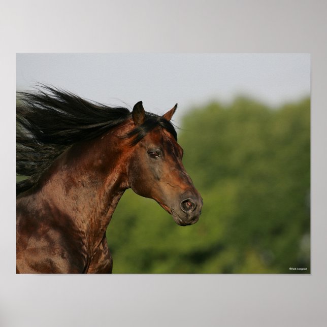 Póster Bob Langrish | Morgan Horse Headshot Flowing Mane (Frente)