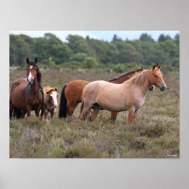 Póster Bob Langrish | Nuevos ponis y potros forestales (Frente)