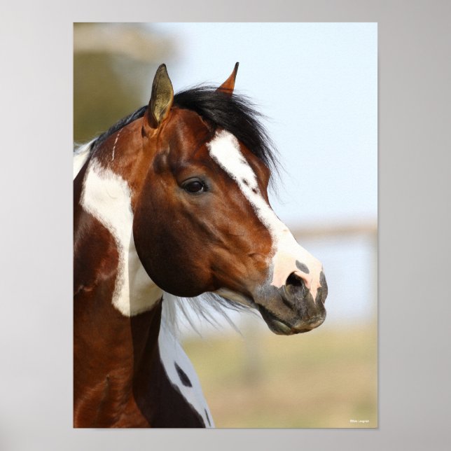 Póster Bob Langrish | Paint Horse Stallion en la cabeza (Frente)
