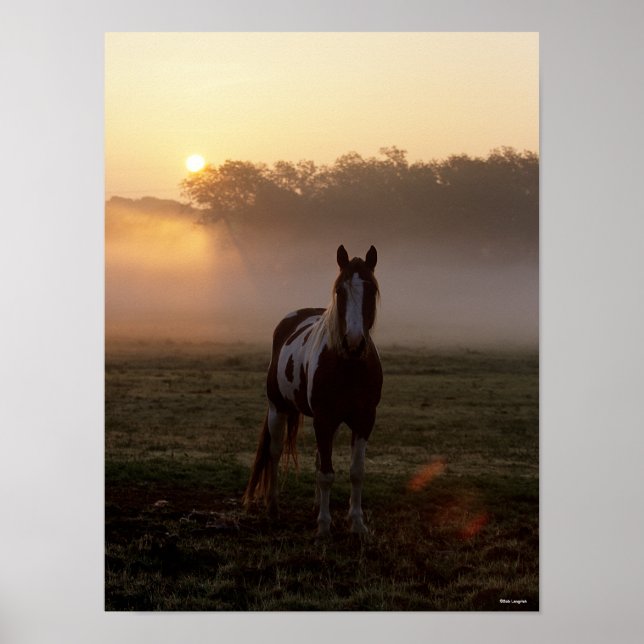 Póster Bob Langrish | Paint Horse Standing Mist Sunrise (Frente)