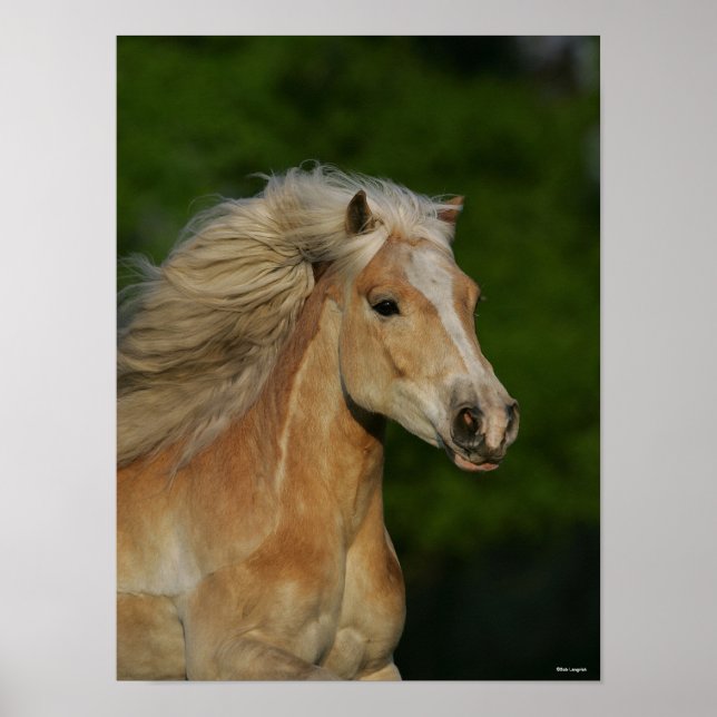 Póster Bob Langrish | Palomino Haflinger Headshot (Frente)