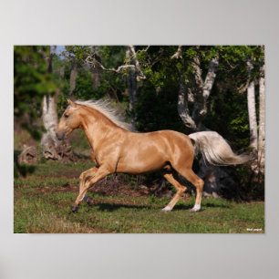 Póster Bob Langrish   Palomino Lusitano Stallion Running
