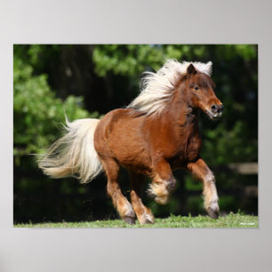 Póster Bob Langrish   Palomino Pony Running