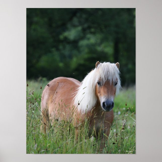 Póster Bob Langrish | Palomino Shetland De Pie (Frente)