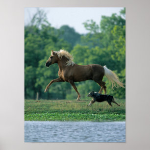Póster Bob Langrish   Palomino Tennessee Walker y Perro