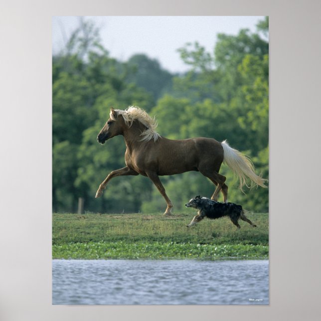 Póster Bob Langrish | Palomino Tennessee Walker y Perro (Frente)
