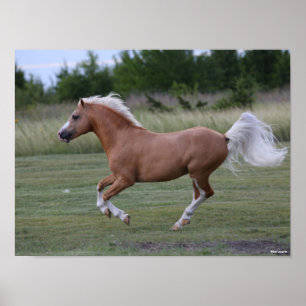 Póster Bob Langrish   Palomino Welsh Pony Running