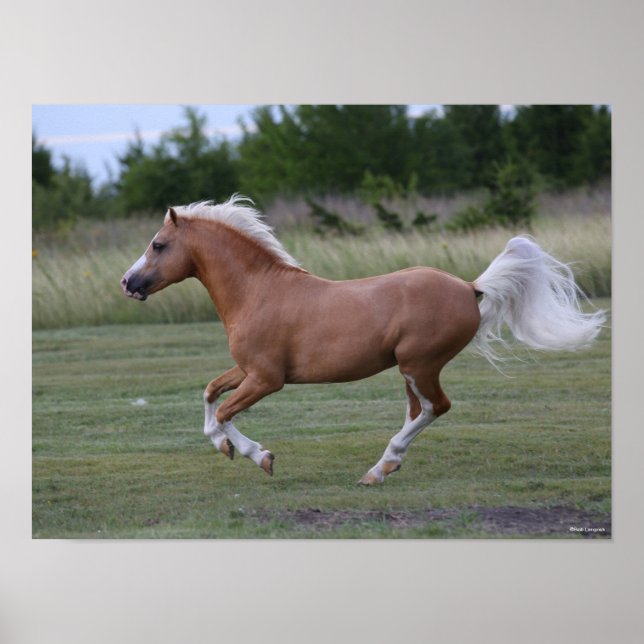 Póster Bob Langrish | Palomino Welsh Pony Running (Frente)