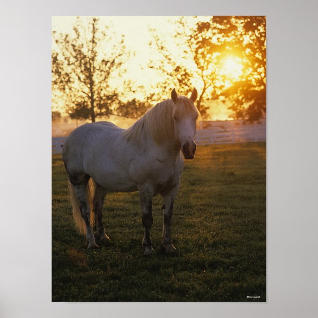 Póster Bob Langrish | Percheron Gris De pie Al Atardecer (Frente)