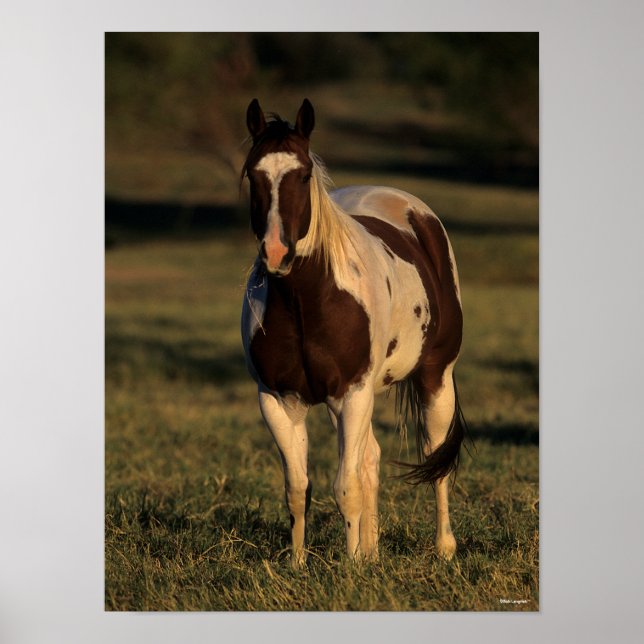 Póster Bob Langrish | Pintar el caballito (Frente)