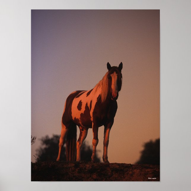 Póster Bob Langrish | Pintar el caballo de pie al atardec (Frente)