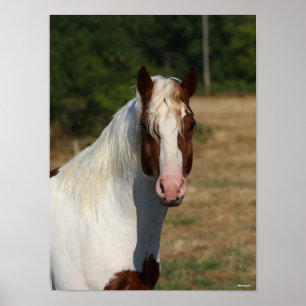 Póster Bob Langrish   Pinto Haflinger Caballo