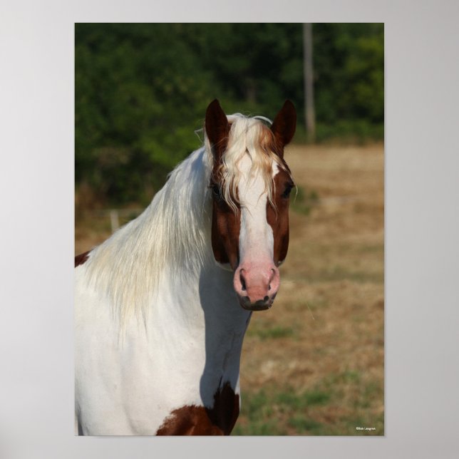 Póster Bob Langrish | Pinto Haflinger Caballo (Frente)