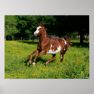 Póster Bob Langrish   Pinto Oldenburg en flor