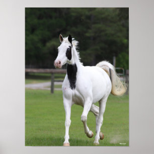 Póster Bob Langrish Pinto Warmblood