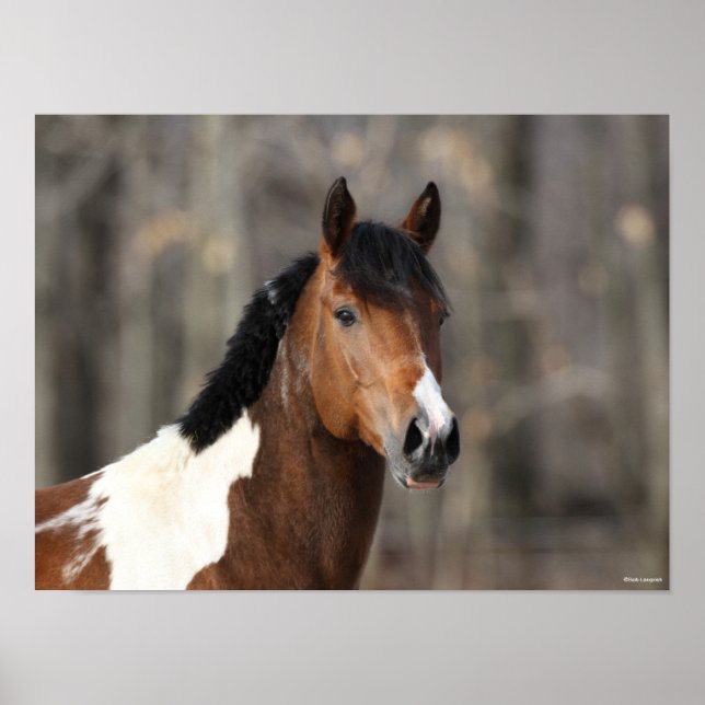 Póster Bob Langrish | Pintura de cabeza de caballo (Frente)