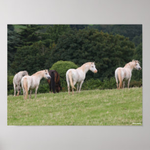 Póster Bob Langrish   Ponies Galeses En Pie
