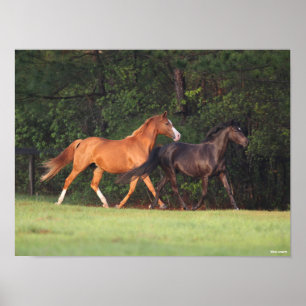 Póster Bob Langrish   Pony Alemán Y Oldenburg