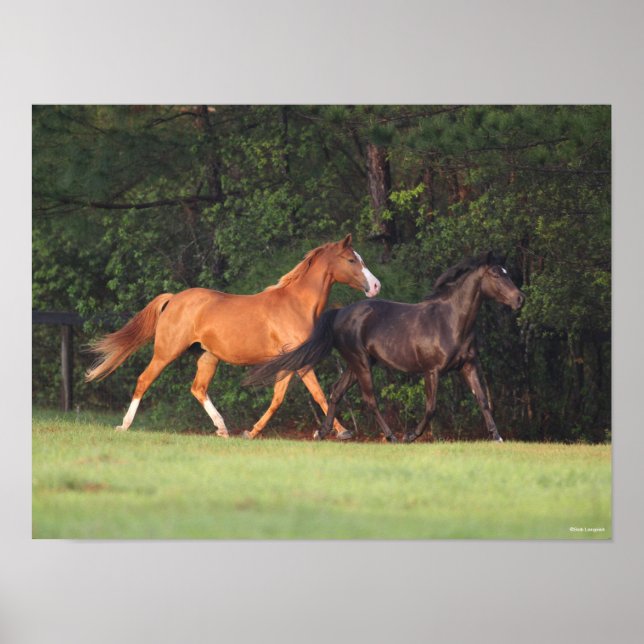 Póster Bob Langrish | Pony Alemán Y Oldenburg (Frente)