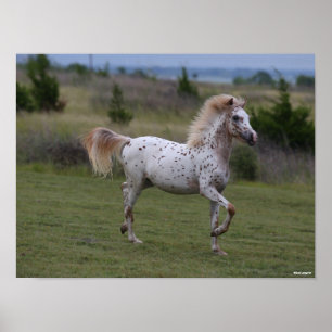 Póster Bob Langrish   Pony De América