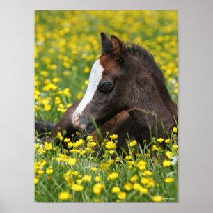 Póster Bob Langrish   Pony Foal De Gales Descansa En Flor