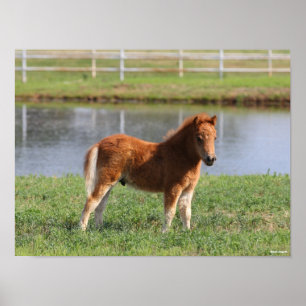 Póster Bob Langrish   Pony Foal Standing en miniatura