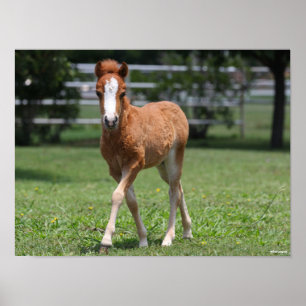 Póster Bob Langrish   Pony Foal Walking en miniatura