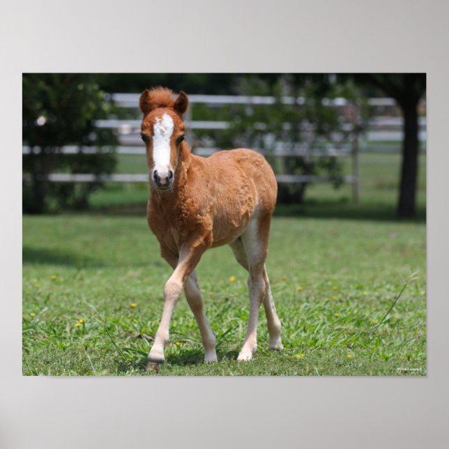 Póster Bob Langrish | Pony Foal Walking en miniatura (Frente)
