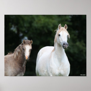 Póster Bob Langrish   Pony Mare y Foal galeses