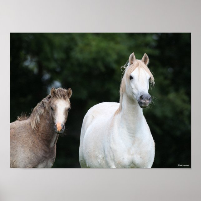 Póster Bob Langrish | Pony Mare y Foal galeses (Frente)