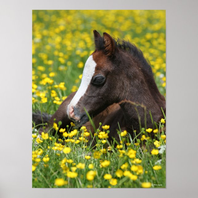 Póster Bob Langrish | Pony Pony Tying In Grass (Frente)