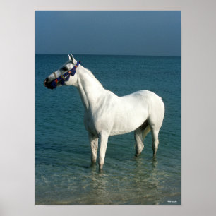 Póster Bob Langrish   Posición Árabe Gris En El Mar