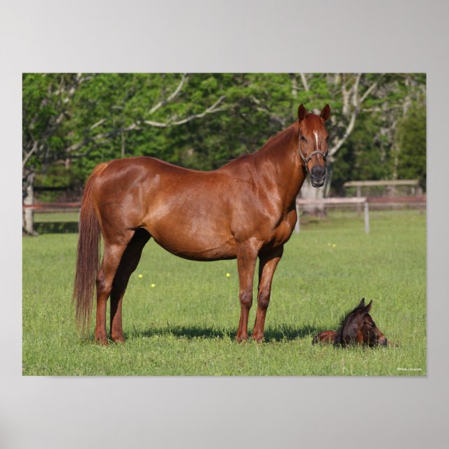 Póster Bob Langrish Quarter Horse Mare and Foal Standing (Frente)