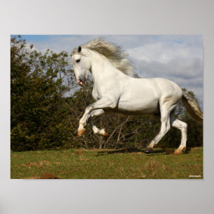 Póster Bob Langrish   Salto de Stallion andaluz gris
