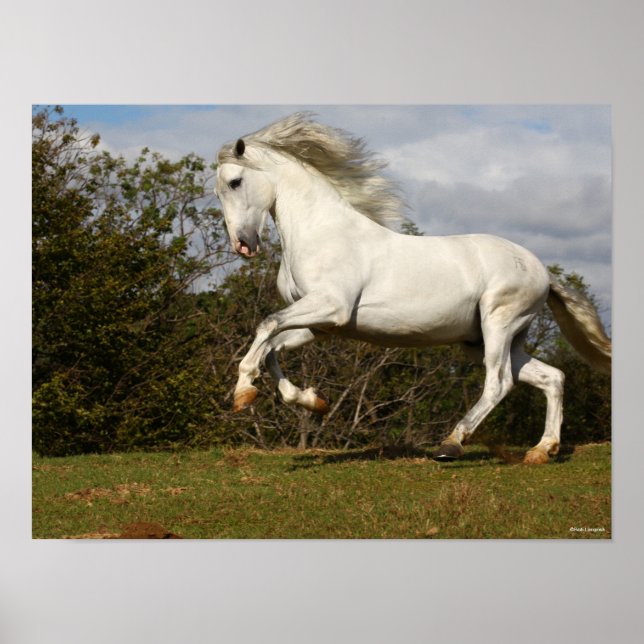 Póster Bob Langrish | Salto de Stallion andaluz gris (Frente)