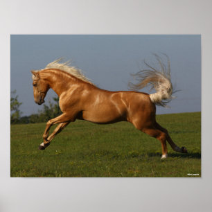 Póster Bob Langrish   Salto del Stallion Palomino Lusitan