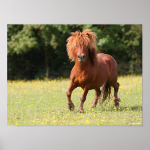 Póster Bob Langrish   Stallion de Chestnut Shetland Pony