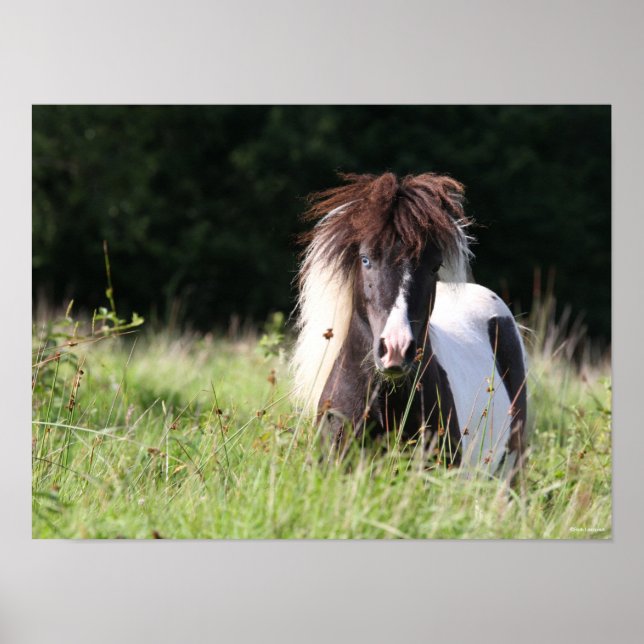 Póster Bob Langrish | Stallion De Shetland En Pie (Frente)