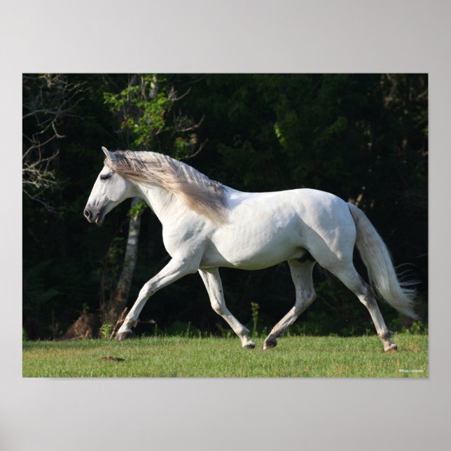 Póster Bob Langrish | Stallion Gray Lusitano (Frente)