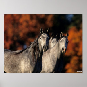 Póster Bob Langrish   Three Grey Arabs Standing Together