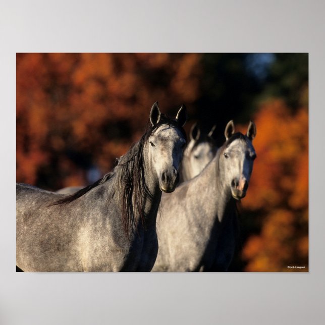 Póster Bob Langrish | Three Grey Arabs Standing Together (Frente)