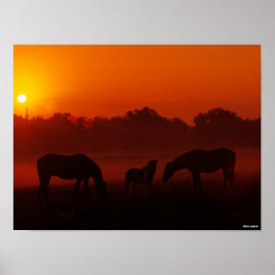 Póster Bob Langrish Three Horses Grazing at Sunset
