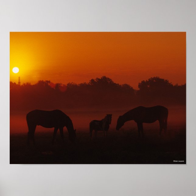 Póster Bob Langrish | Three Horses Grazing at Sunset (Frente)
