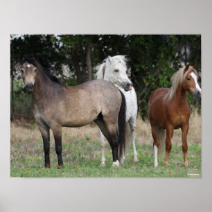 Póster Bob Langrish Three Ponies Standing Together